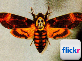 La Crisalide Piercing Torino su Flickr